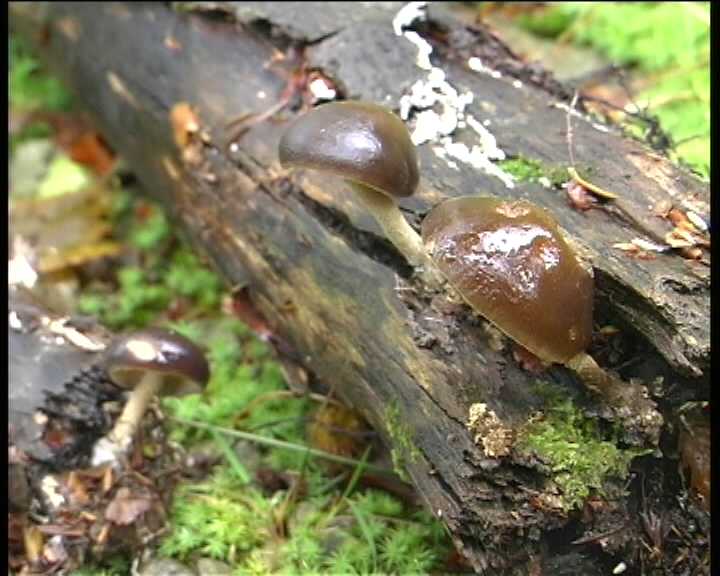 Agrocybe firma  (Peck)  Khner